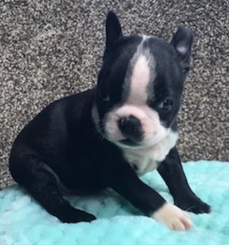 Boston Terrier puppy for sale + 64244