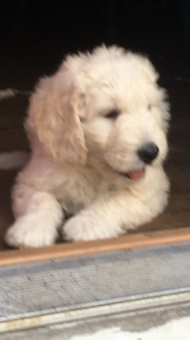Goldendoodle puppy for sale + 58259