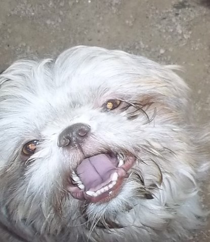 Adult Full AKC Shih Tzus