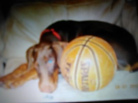 Red Doberman pinsher puppy for sale