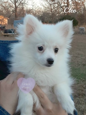 AKC Pomeranian puppy Cleo