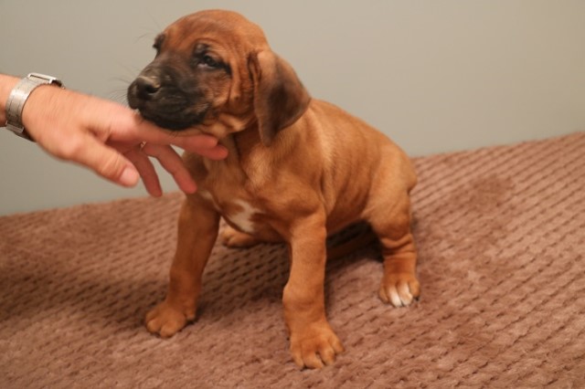 Rhodesian Ridgeback puppy for sale + 51084