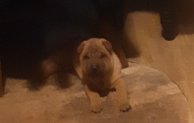Sharpei pups for sale champion lined