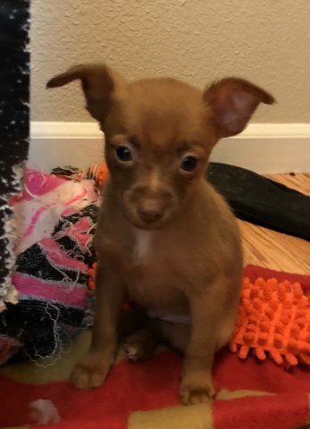 Chihuahua Pomeranian mini pincher mix puppy