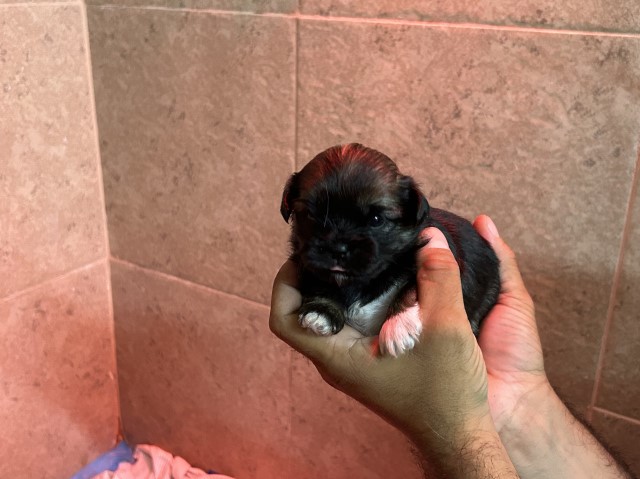 Shih Tzu puppy for sale + 64769