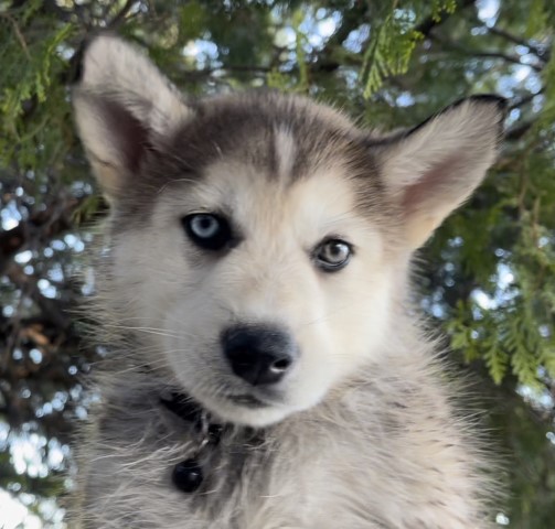 Siberian Husky puppy for sale + 64678