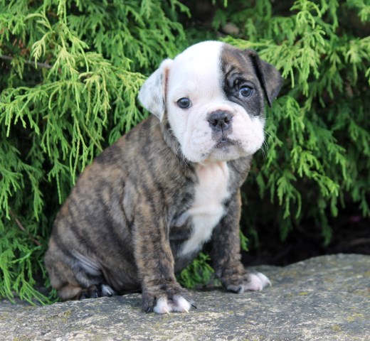 English Bulldogs For Sale!