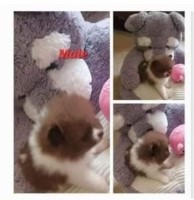 Chocolate Parti Male Pomeranian for sale/adoption