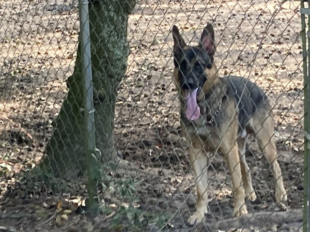 Christmas GSD puppies!