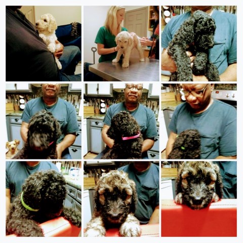 Poodle Standard puppy for sale + 54345