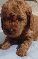 Born red cockapoos Cockapoo for sale/adoption