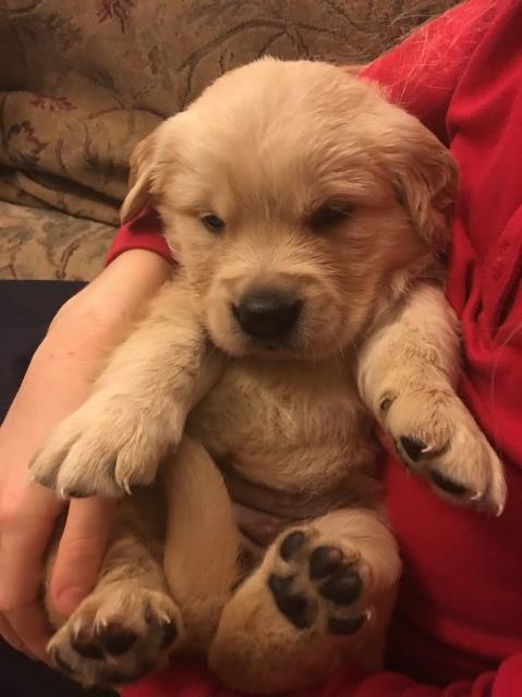 Golden Retriever puppy dog for sale in Tacoma, Washington