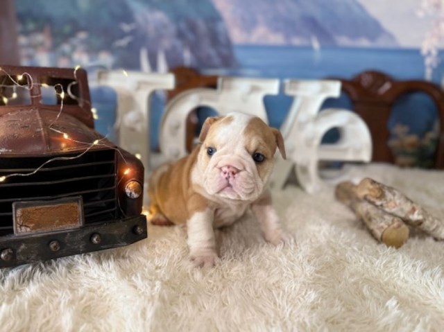 English Bulldog puppy for sale + 66583