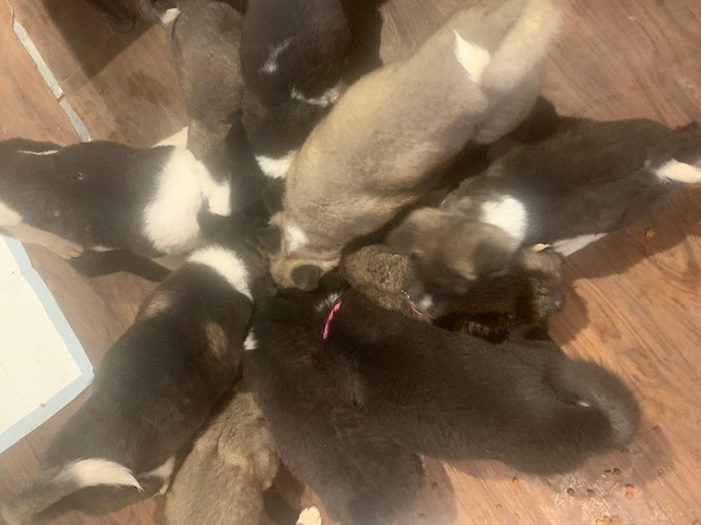 10 beautiful 11 week old Akita pups