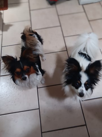 Papillon puppy for sale + 67295