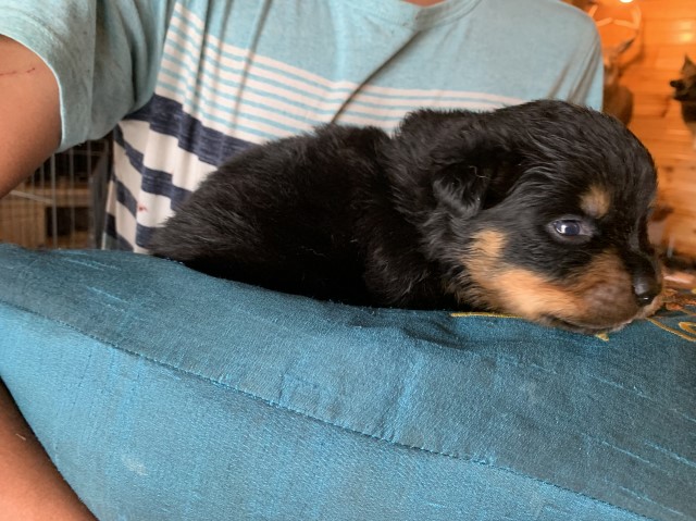 Rottweiler puppies