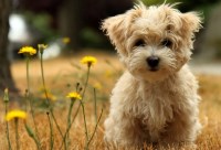 Affenpinscher thumbnail