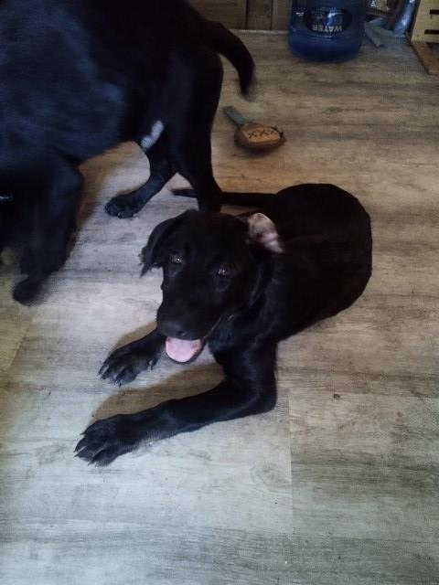 German Shepherd Dog puppy for sale + 66695