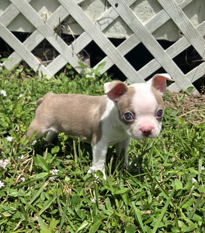 Boston Terrier puppy for sale + 67100