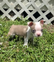 Boston Terrier Puppies Boston Terrier for sale/adoption