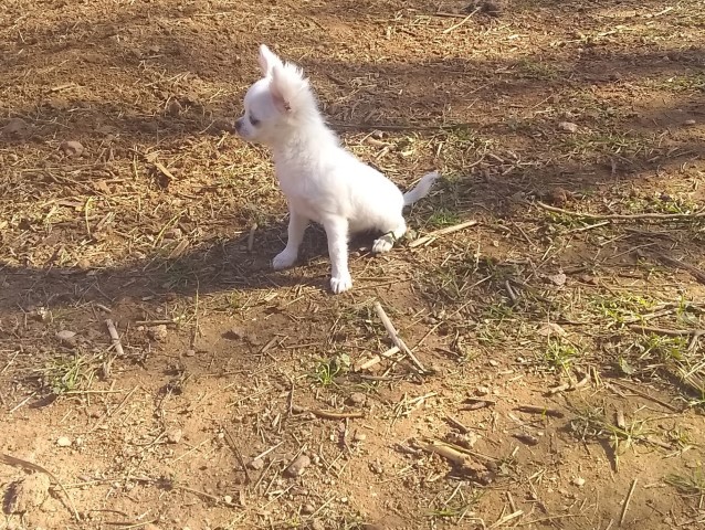 Chihuahua puppy for sale + 65314