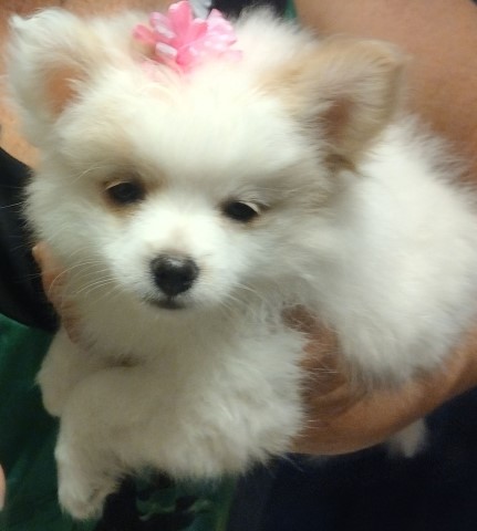 Pomeranian puppy for sale + 63612
