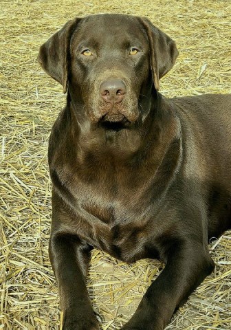 Labrador Retriever puppy for sale + 65751