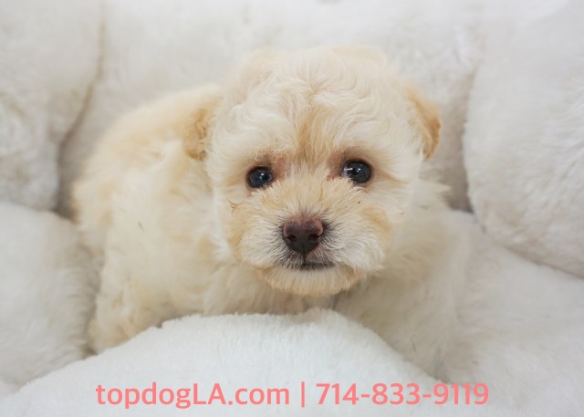 Maltipoo Puppy - Female - Jody ($1,299)
