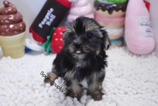 Morkie puppy for sale + 54318