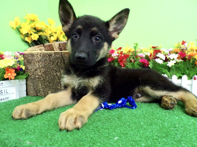 German Shepherd Dog puppy for sale + 66754
