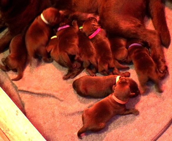 Gorgeous Chocolate pups