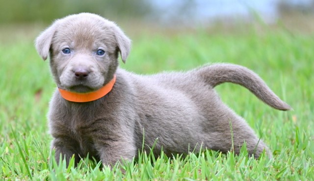 Labrador Retriever puppy for sale + 66119
