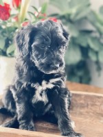 English Shepherd thumbnail