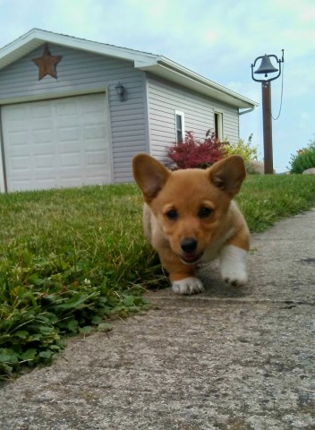 AKC Red Male Pembroke Welsh Corgi Puppy