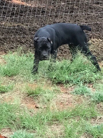 Cane Corso puppy for sale + 47006