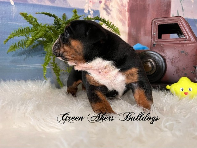 English Bulldog puppy for sale + 63667