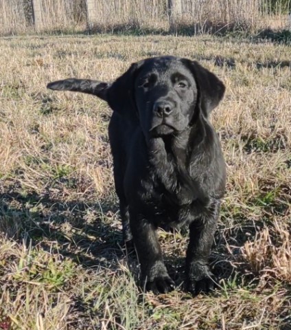 English Labrador Retriever Puppies Available