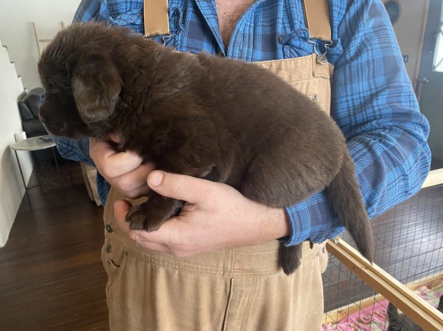 Newfoundland Dog puppy for sale + 65726