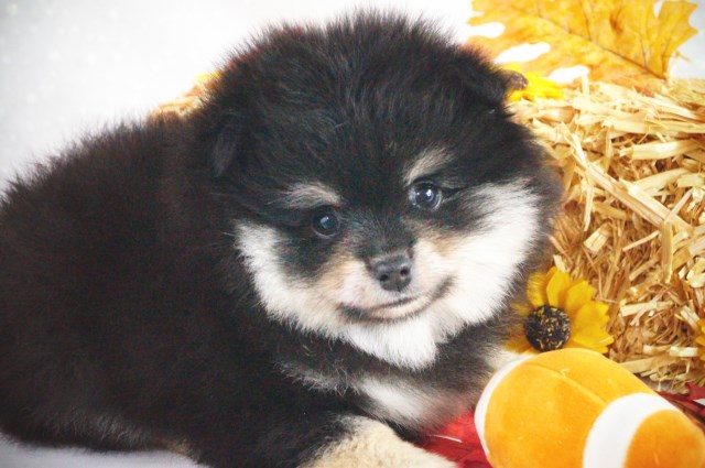 Pomeranian puppy for sale + 65183