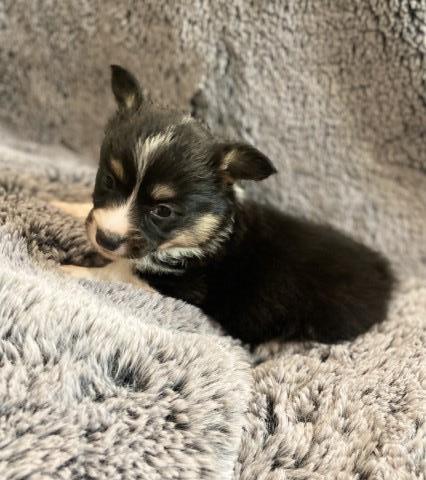 Pembroke Welsh Corgi puppy for sale + 66011