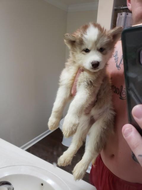 Siberian Husky puppy for sale + 57064