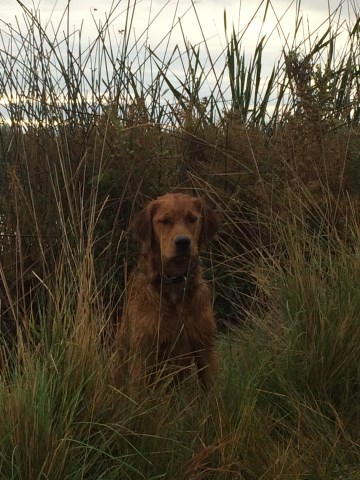 Golden Retriever puppy dog for sale in Caldwell, Idaho