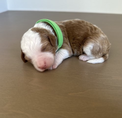 Mini F1b Bernedoodle - Meet the Grinch - Ready 12/25/2025!