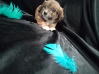 German Spitz thumbnail