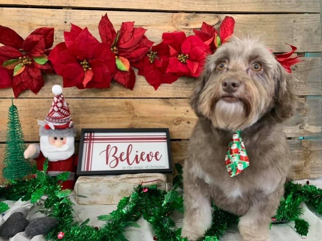 “Shiloh” a Chocolate Havanese male