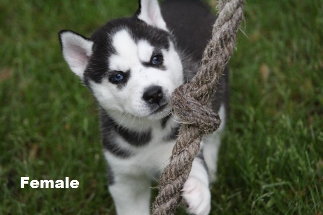 Siberian Husky Puppies