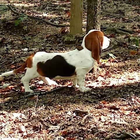 Basset Hound puppy for sale + 65177