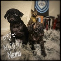 Pug Puppies, Pink and Isabella carriers Pug for sale/adoption