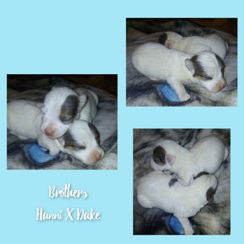 Jack Russell Terrier puppy for sale + 66388