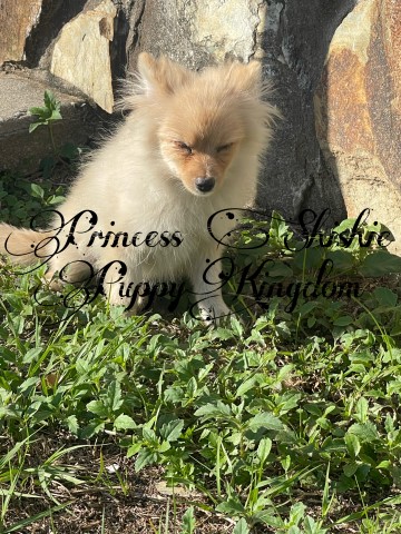 Male Pomeranian